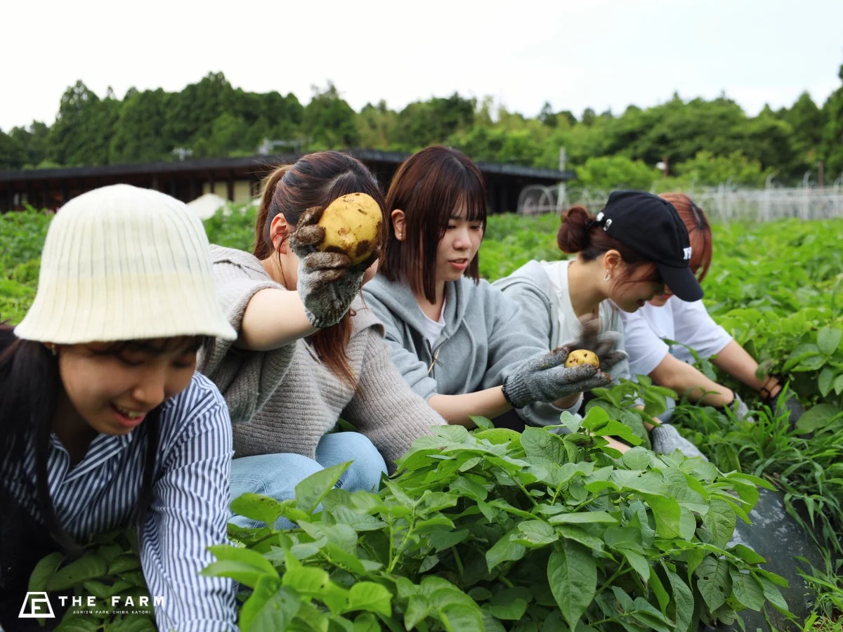 畑で野菜を収穫する人々